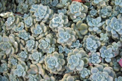 Succulent Plants Cluster