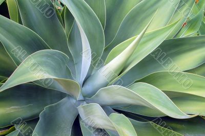 Aloe Succulent