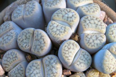 Lithops