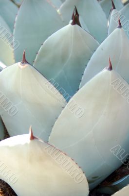 Succulent Plant Leaves Succulent Plant Leaves