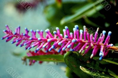 Comb Flower