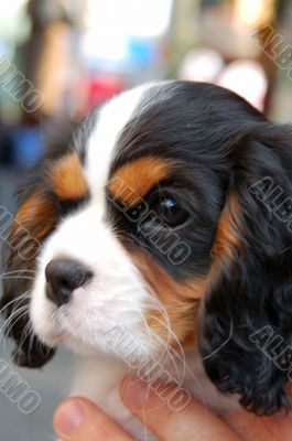 Pet Dog Closeup