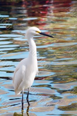 Migratory Crane Bird