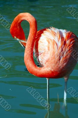 Flamingo Bird