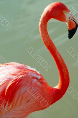Flamingo Bird Closeup