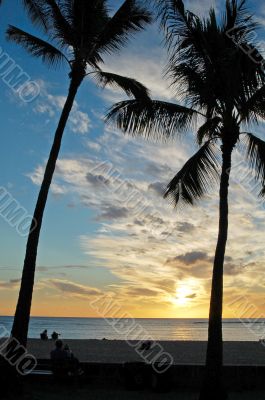 Palm Trees at Sunset