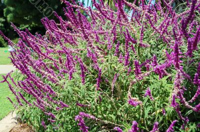 Salvia Bush with Flowers