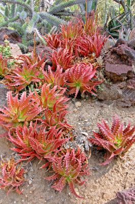 Aloe Succulent Plants Cluster