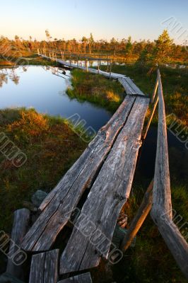 Tree Footbridge Through Swamp in Sunset