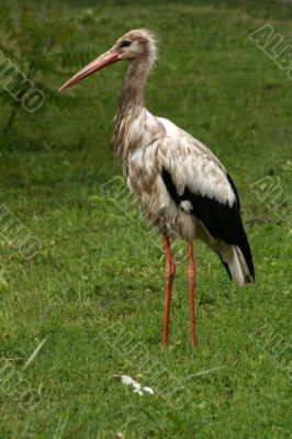 Wet Stork in Countryside On Grass Background