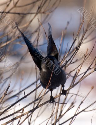 Black wings