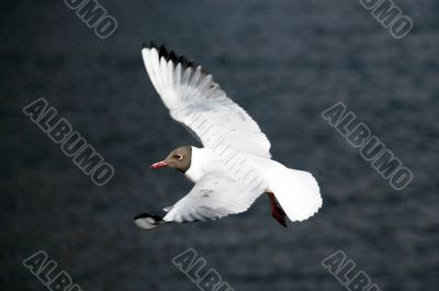 The seagull in flight above the river
