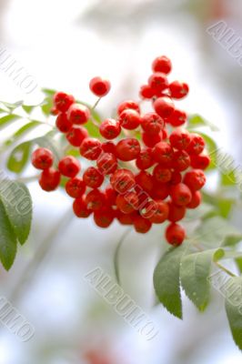 Soft rowan berries