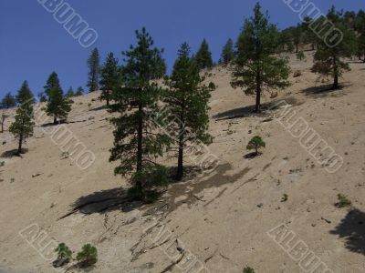 Lonely Trees in Virginia City