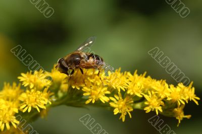 Bee in search of honey