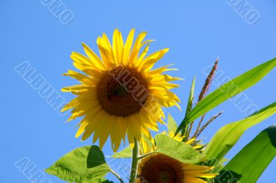 Sunflowers in a field in France