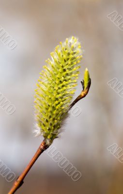 Laconically about spring