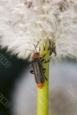 In a shadow of a dandelion