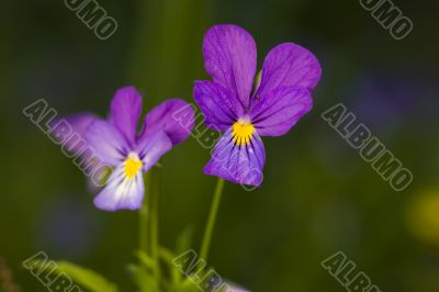 wild violets close up