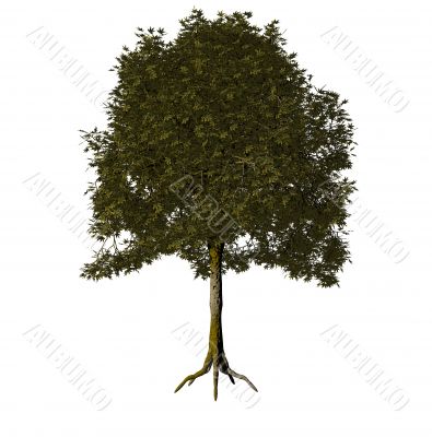 tree tree