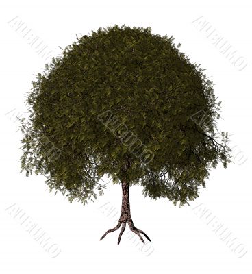 tree tree