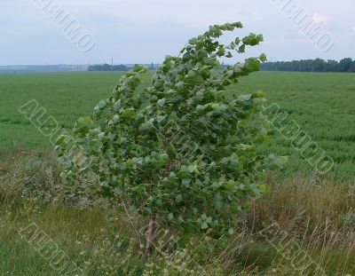 Tree on a wind