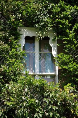 Ivy covered window Ivy covered window