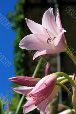 Day Lily Hemerocallis