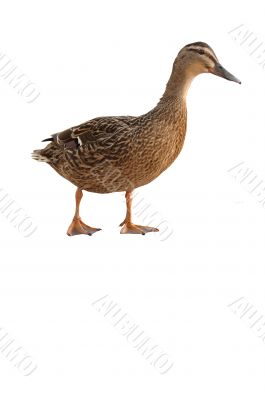 Just a Duck