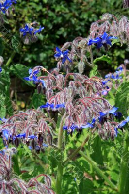 Borago officinalis