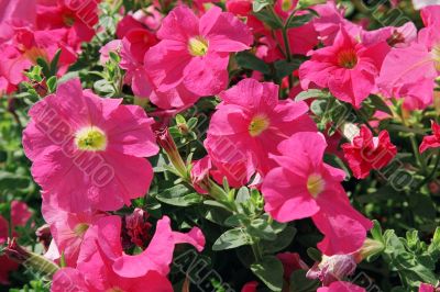 petunia petunia