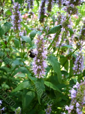 Springtime Bumble Bee