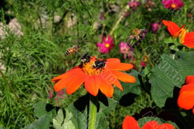 Bumble Bees Pollinate a Flower