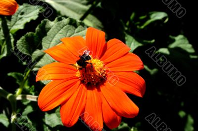Bumble Bee Pollinates a Flower in the Spring