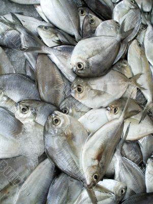 A Day of Fishing: Before Scaling the Fish