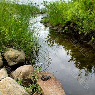 Bullfrog Sunning By Lake