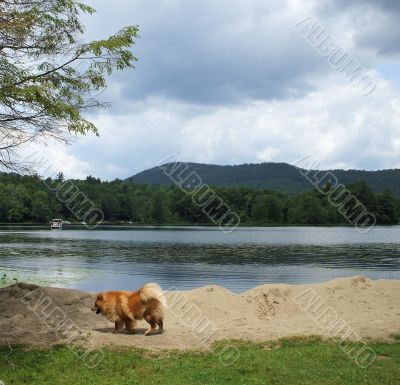 Pet Dog Exploring Lake