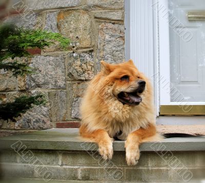 Dog Lounging on Steps