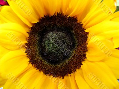 Detail of Sunflower Bloom
