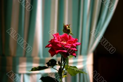 Red Rose in Front of Simple Curtain Backdrop