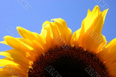 Sunflower bloom in summer garden
