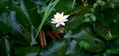 White Lotus Bloom