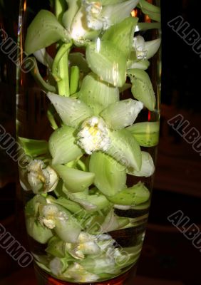 White Orchids Submerged in a Glass Vase