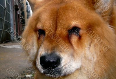 Chow Chow Pet Dog Out on Walk Chow Chow Pet Dog Out on Walk