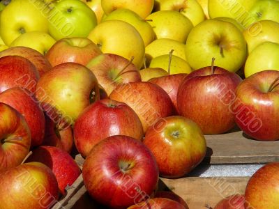Two Varieties of Fresh Apples From Orchard