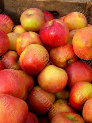 Wooden Crate of Fresh Apples From Orchard