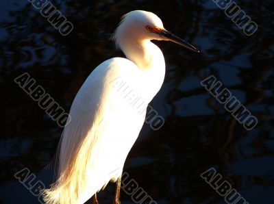 White Heron, Great Egret In Afternoon Light