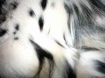 Black And White Fur Detail Of Pet Dog