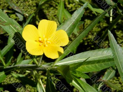 Yellow Wildflower