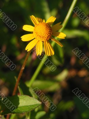 Yellow Wildflower